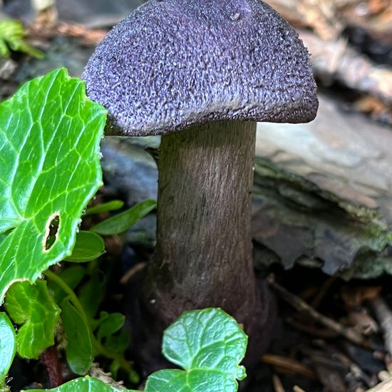Cortinarius violaceus: Mushroom in habitat Temperate forest in the NatureSpots App