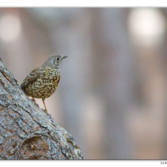 Mistle Thrush: Animal in habitat Mediterranean forest in the NatureSpots App