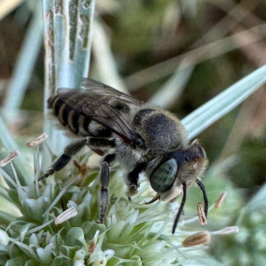 Megachile: Animal in habitat Garden in the NatureSpots App