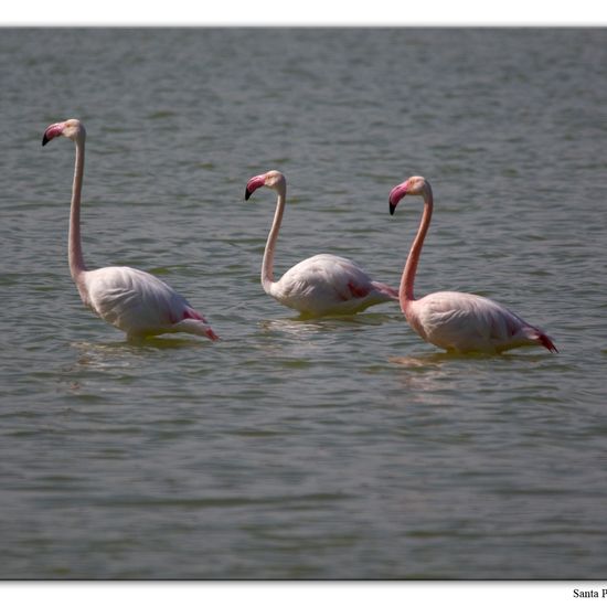 Greater Flamingo: Animal in nature in the NatureSpots App