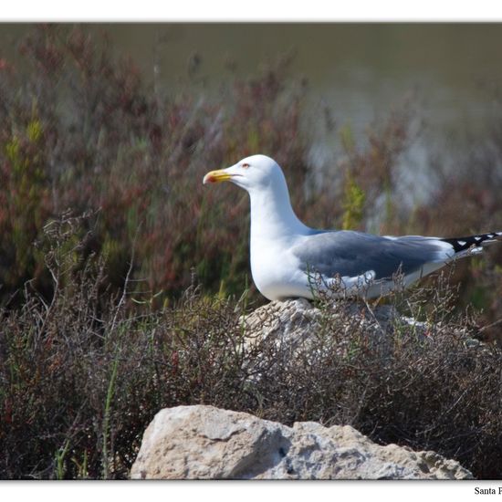 Yellow-legged Gull: Animal in nature in the NatureSpots App