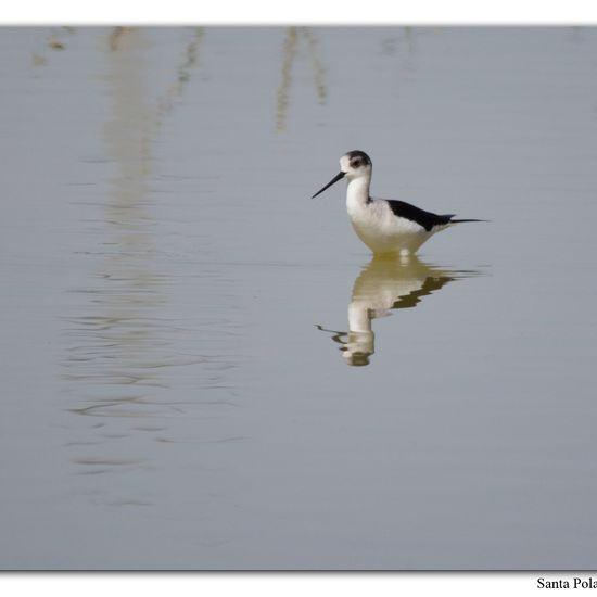 Black-winged Stilt: Animal in nature in the NatureSpots App