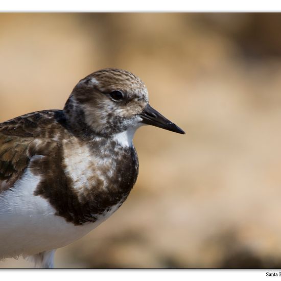 Ruddy Turnstone: Animal in habitat Rocky coast in the NatureSpots App