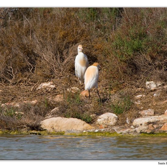 Western Cattle Egret: Animal in nature in the NatureSpots App