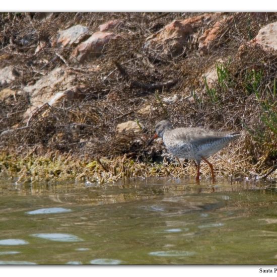Common Redshank: Animal in nature in the NatureSpots App