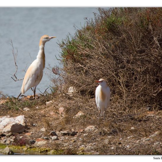 Western Cattle Egret: Animal in nature in the NatureSpots App