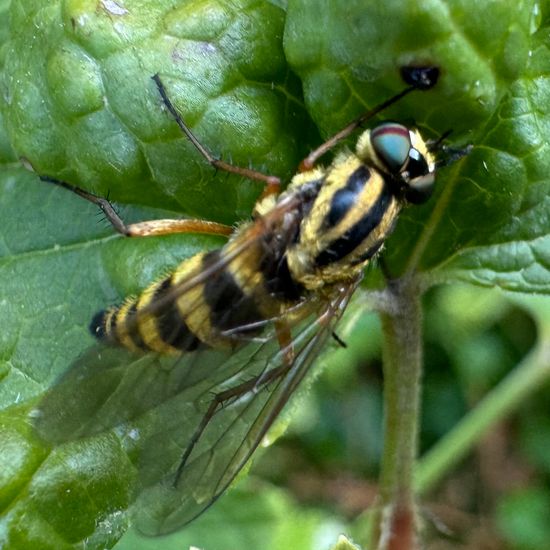 Diptera: Animal in habitat Garden in the NatureSpots App