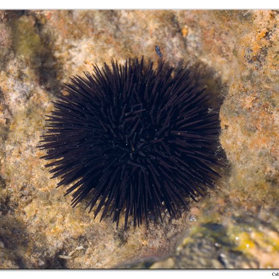 Arbacia lixula: Animal in habitat Rocky coast in the NatureSpots App