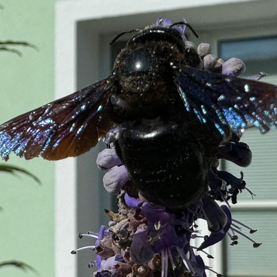 Carpenter bee: Animal in habitat Garden in the NatureSpots App