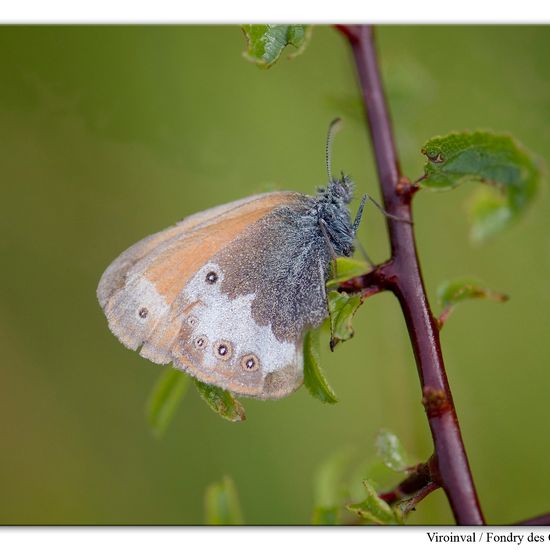 Coenonympha arcania: Animal in habitat Mountain habitat in the NatureSpots App