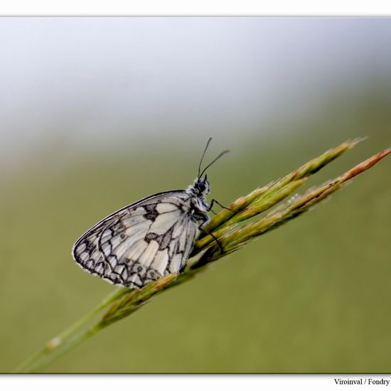 Melanargia galathea: Animal in habitat Mountain habitat in the NatureSpots App