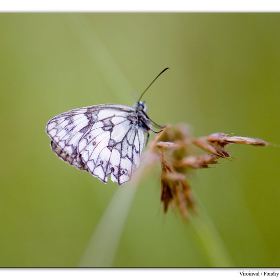 Melanargia galathea: Animal in habitat Mountain habitat in the NatureSpots App