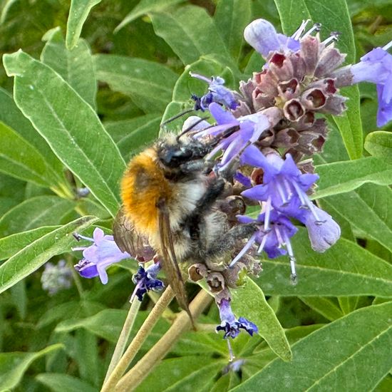 Bombus pascuorum: Animal in nature in the NatureSpots App