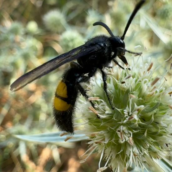 Borstige Dolchwespe: Tier im Habitat Garten in der NatureSpots App