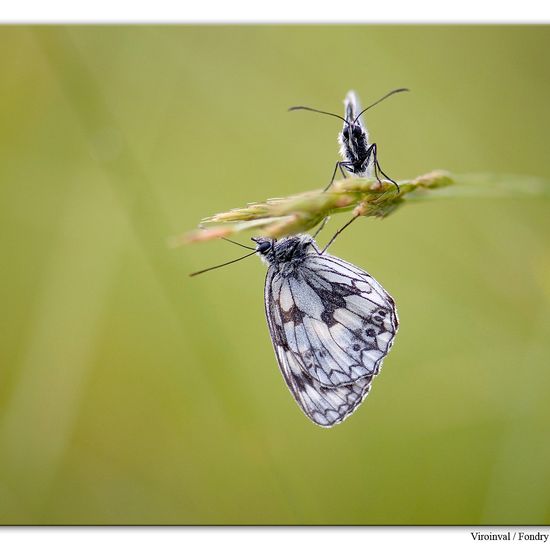 Melanargia galathea: Animal in habitat Mountain habitat in the NatureSpots App