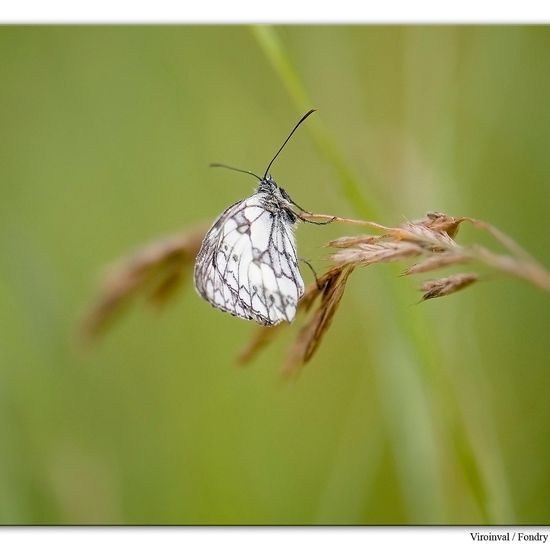 Schachbrett: Tier im Habitat Anderes Berg/Fels-Habitat in der NatureSpots App