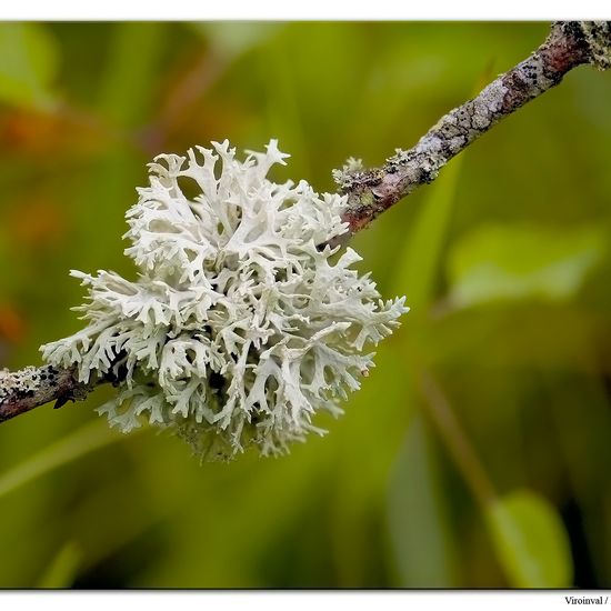 Eichenmoos: Pilz in der Natur in der NatureSpots App