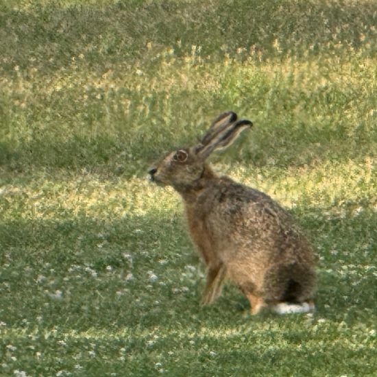 Feldhase: Tier im Habitat Garten in der NatureSpots App