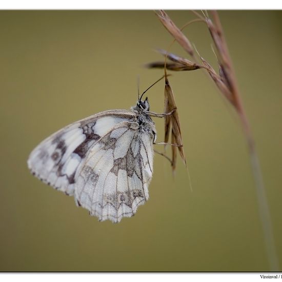 Melanargia galathea: Animal in habitat Mountain habitat in the NatureSpots App