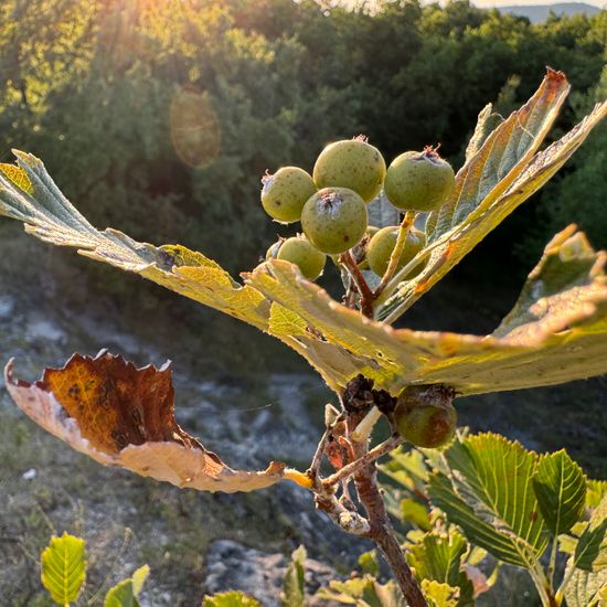 Echte Mehlbeere: Pflanze im Habitat Anderes Grasland/Busch-Habitat in der NatureSpots App