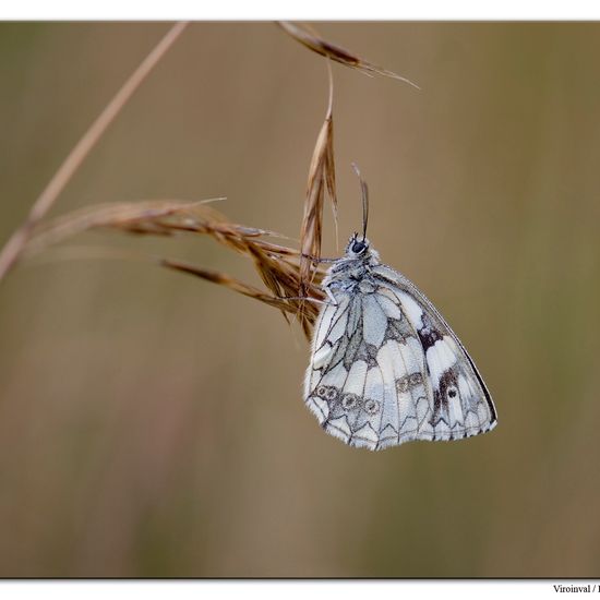 Melanargia galathea: Animal in habitat Mountain habitat in the NatureSpots App