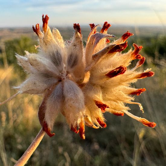 Anthyllis vulneraria: Plant in habitat Grassland in the NatureSpots App