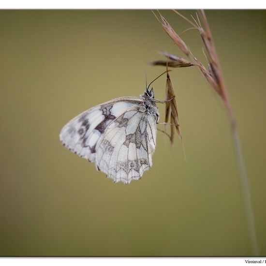 Melanargia galathea: Animal in habitat Mountain habitat in the NatureSpots App