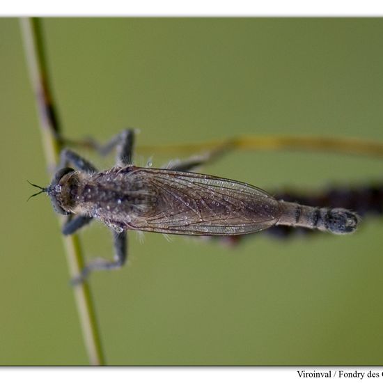 Schlichte Raubfliege: Tier im Habitat Anderes Berg/Fels-Habitat in der NatureSpots App