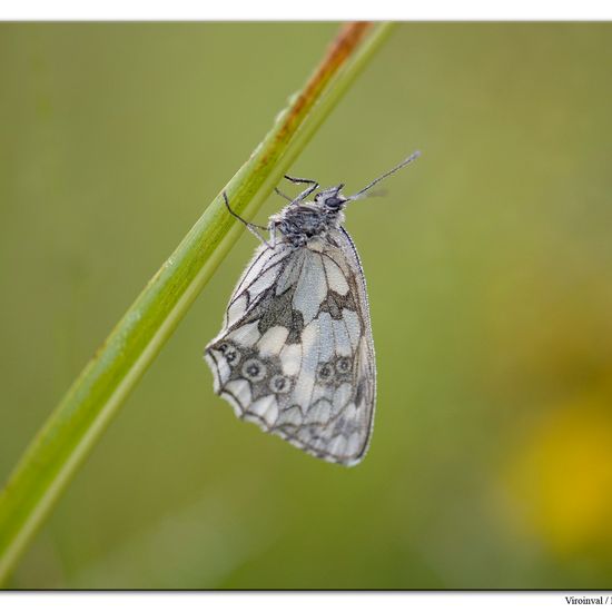 Melanargia galathea: Animal in habitat Mountain habitat in the NatureSpots App