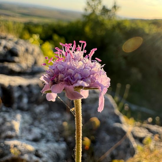 Scabiosa canescens: Plant in habitat Rock areas in the NatureSpots App