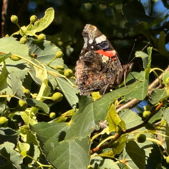 Admiral: Tier im Habitat Park in der NatureSpots App