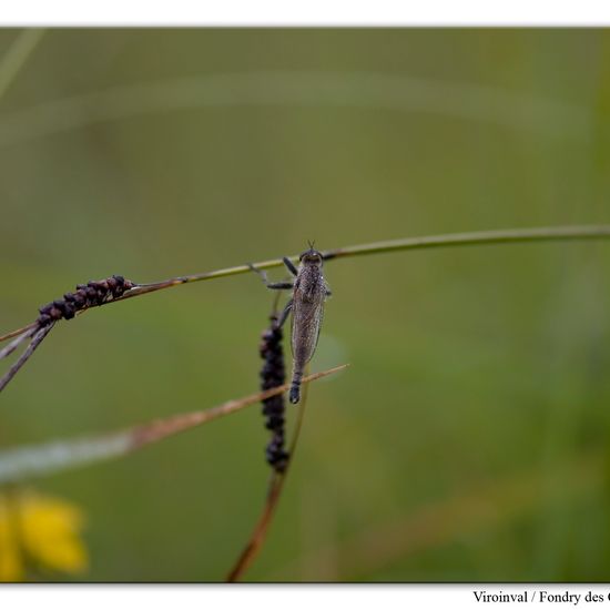 Machimus rusticus: Animal in habitat Mountain habitat in the NatureSpots App