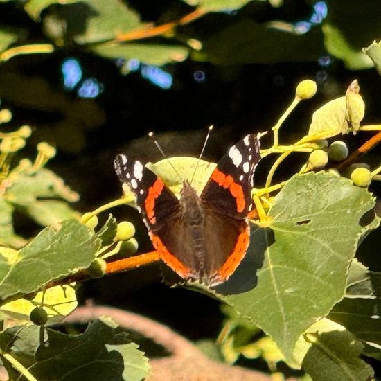 Vanessa atalanta: Animal in habitat Park in the NatureSpots App