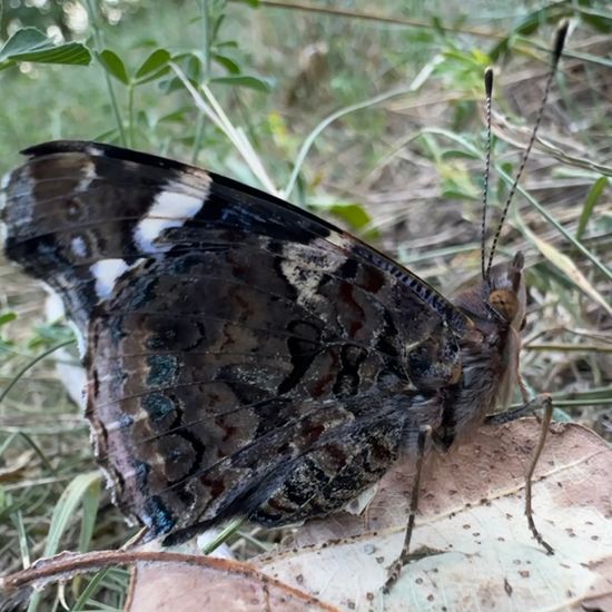 Admiral: Tier im Habitat Wald der gemäßigten Breiten in der NatureSpots App