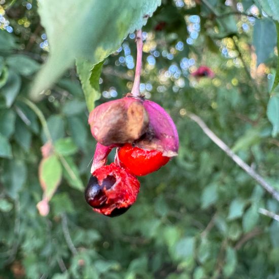 Warzen-Spindelstrauch: Pflanze im Habitat Wald der gemäßigten Breiten in der NatureSpots App