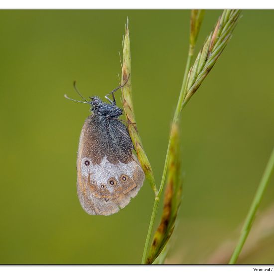 Weißbindiges Wiesenvögelchen: Tier im Habitat Anderes Berg/Fels-Habitat in der NatureSpots App