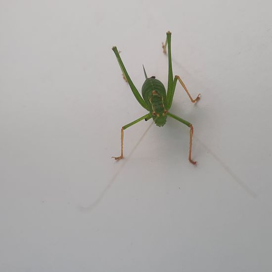 Speckled bush-cricket: Animal in nature in the NatureSpots App