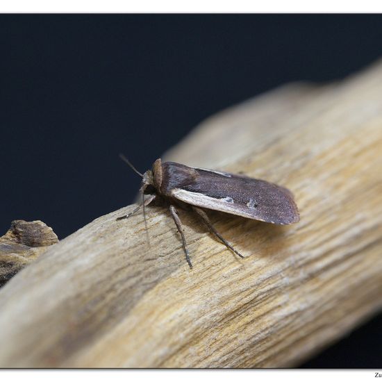 Hellrandige Erdeule: Tier im Habitat Garten in der NatureSpots App