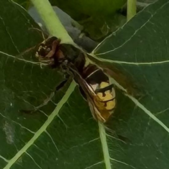 Hornisse: Tier im Habitat Garten in der NatureSpots App