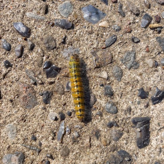 Buff-tip: Animal in habitat Buffer strip in the NatureSpots App