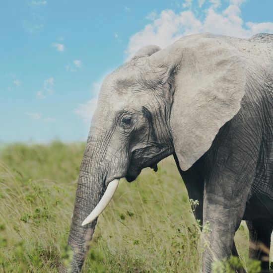 African elephant: Animal in nature in the NatureSpots App