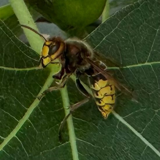 Hornisse: Tier im Habitat Garten in der NatureSpots App