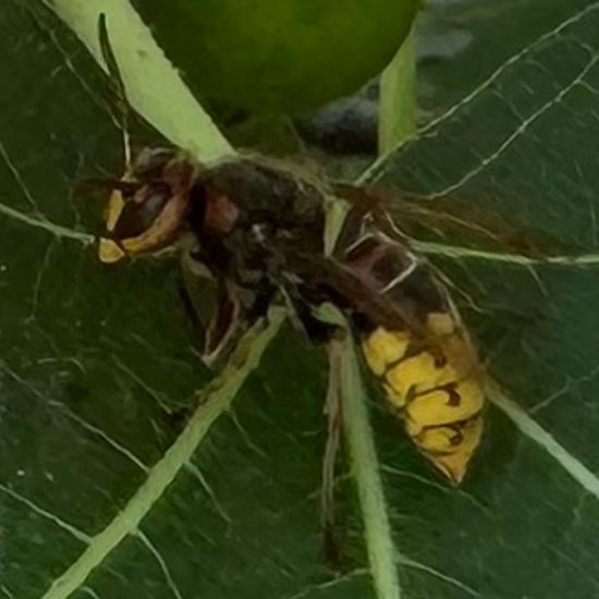 European hornet: Animal in habitat Garden in the NatureSpots App