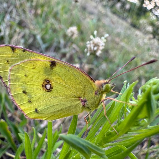 Goldene Acht: Tier im Habitat Garten in der NatureSpots App