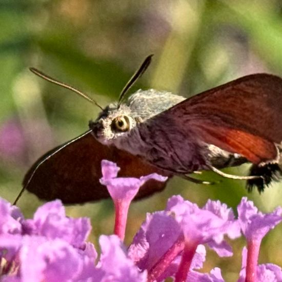 Macroglossum stellatarum: Animal in habitat Garden in the NatureSpots App