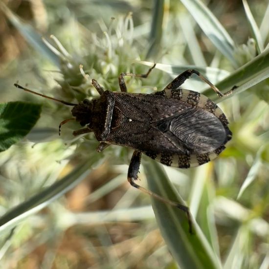 Ceraleptus gracilicornis: Tier in der Natur in der NatureSpots App