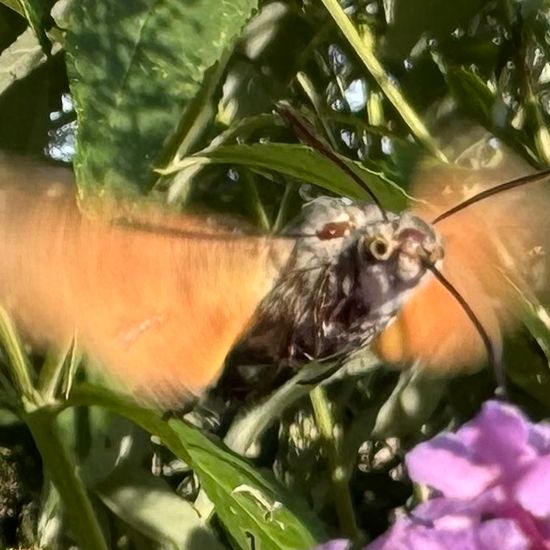 Taubenschwänzchen: Tier im Habitat Garten in der NatureSpots App