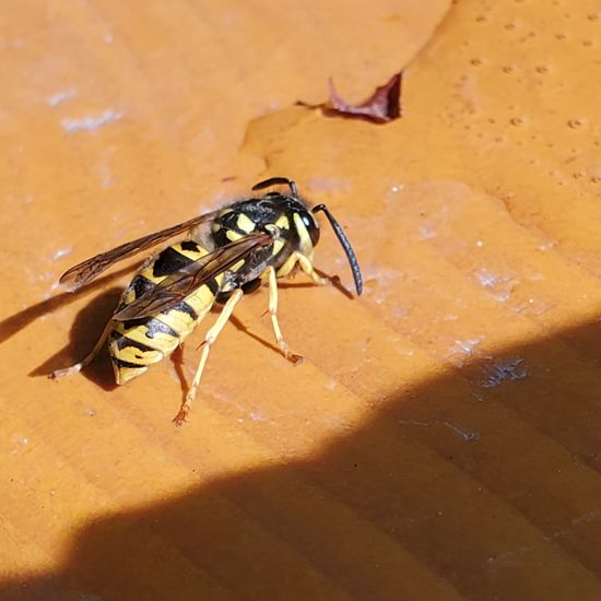 Vespula germanica.: Animal in habitat Park in the NatureSpots App