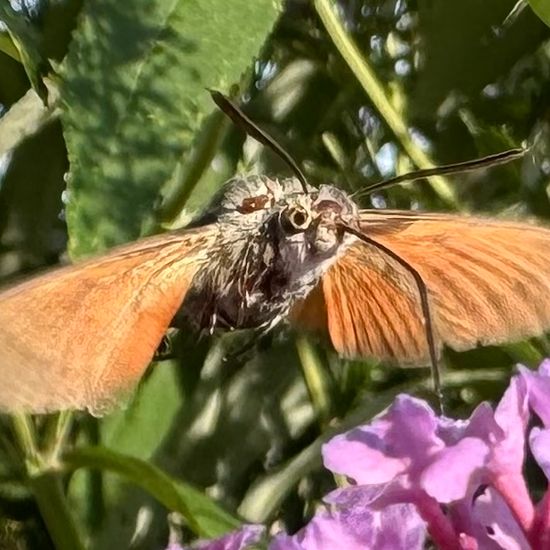 Taubenschwänzchen: Tier im Habitat Garten in der NatureSpots App