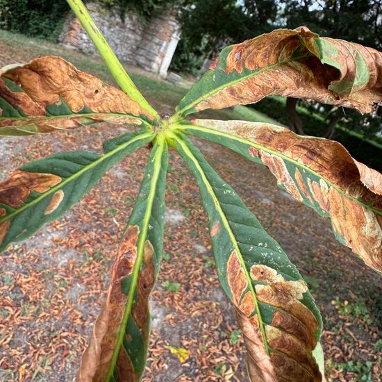 Gewöhnliche Rosskastanie: Pflanze in der Natur in der NatureSpots App